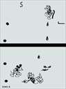 Game & Watch: Mickey & Donald