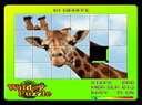Wild Puzzle (alt)