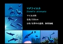 Aqua-World - Umi Bi Monogatari (Japan)